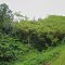 Hilo - Akaka Falls