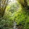 Hilo - Akaka Falls